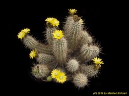 Mila caespitosa 1566